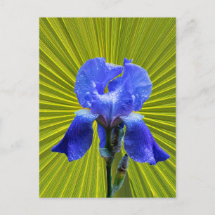 Irisbloem Briefkaart
