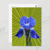 Irisbloem Briefkaart (Voorkant / Achterkant)