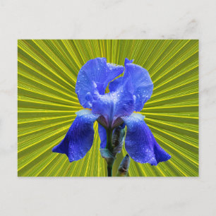 Irisbloem Feestdagenkaart