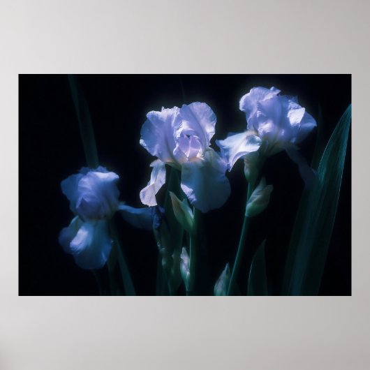Irisbloemen in de schemering poster (Voorkant)