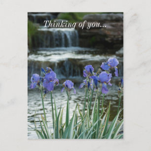 Irises Au Château Penser À Votre Carte Postale