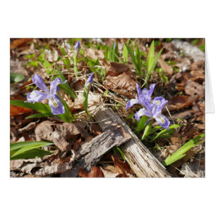 Irises miniatures sauvages