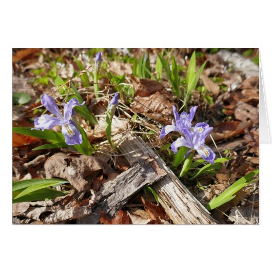 Irises miniatures sauvages (Devant horizontal)