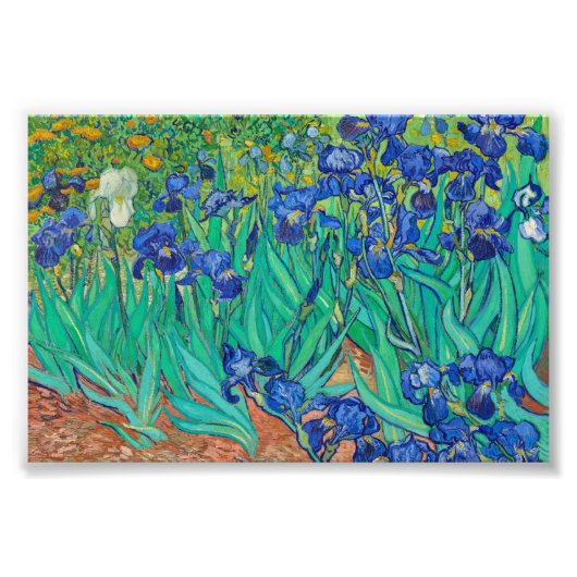 Irises van Vincent van Gogh Foto Afdruk (Voorkant)