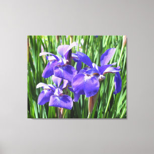 Irises Violettes Sur Toile