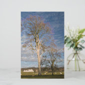 Irish Beech Trees Briefpapier (Staand voorkant)
