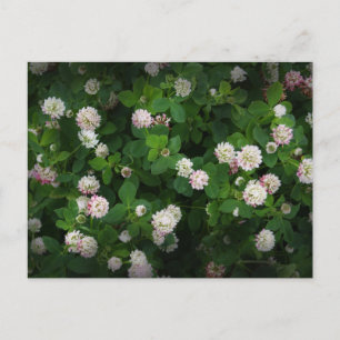 Irish Clovers 4 Leaf Leaves Lucky St. Patricks Day Briefkaart