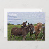 Irish Donkey and Horse, Carte postale irlandaise (Devant / Derrière)