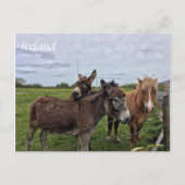Irish Donkey and Horse, Carte postale irlandaise (Devant)
