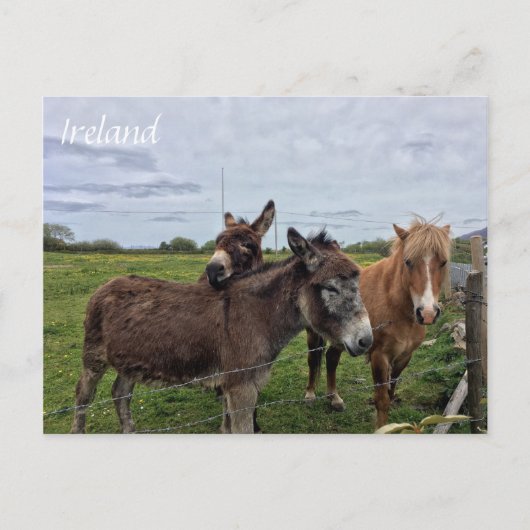 Irish Donkey and Horse, Carte postale irlandaise (Devant)