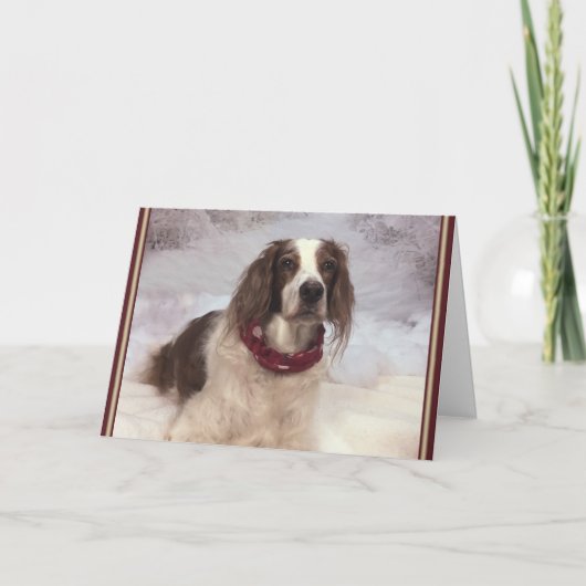 Irish Red and White Setter in the snow and scarf. Kaart (Voorkant)