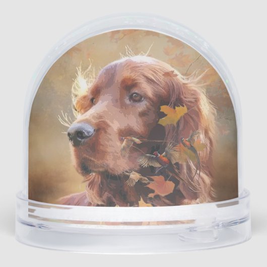 Irish Red Setter, Irish Setter (Arrière)