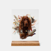 Irish Setter (Recto)