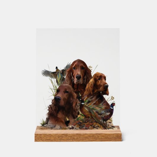 Irish Setter (Recto)