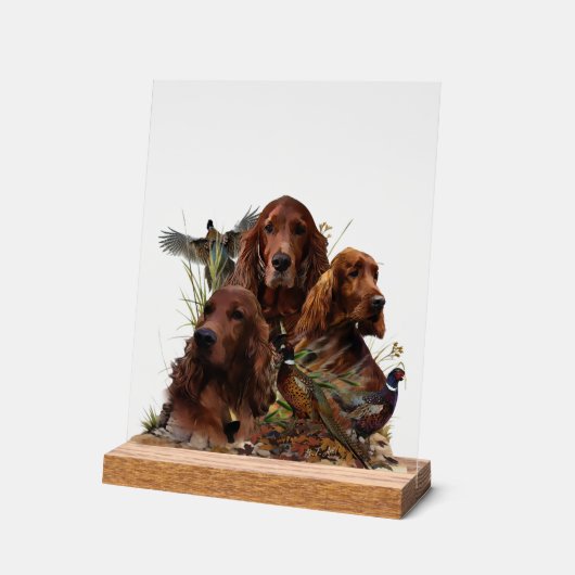 Irish Setter (Angle)