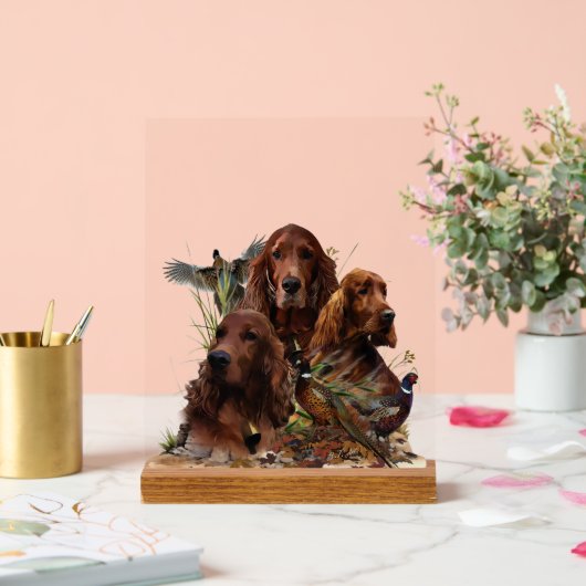 Irish Setter (Mariage)
