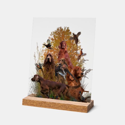 Irish Setter (Angle)