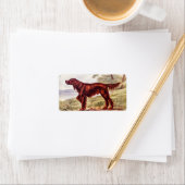 Irish Setter 1900 Illustration of Sporting Dog Etiket (Insitu)