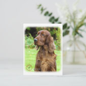 Irish Setter 9T004D-286 Briefkaart (Staand voorkant)