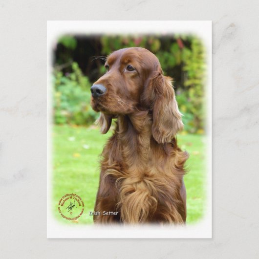 Irish Setter 9T004D-286 Briefkaart (Voorkant)