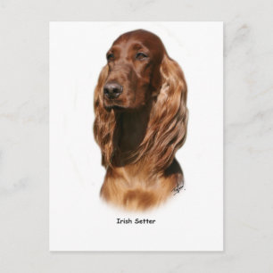 Irish Setter 9Y322D-116 Briefkaart