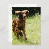 Irish Setter Briefkaart (Voorkant / Achterkant)