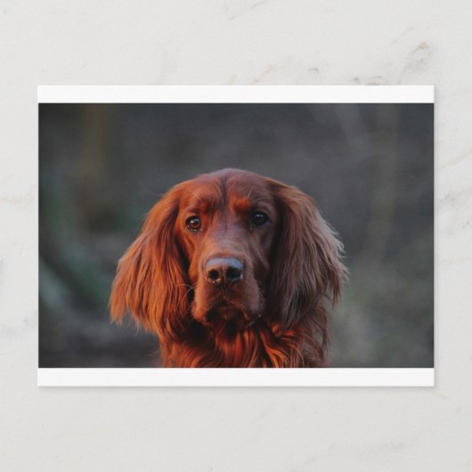 Irish Setter Briefkaart (Voorkant)