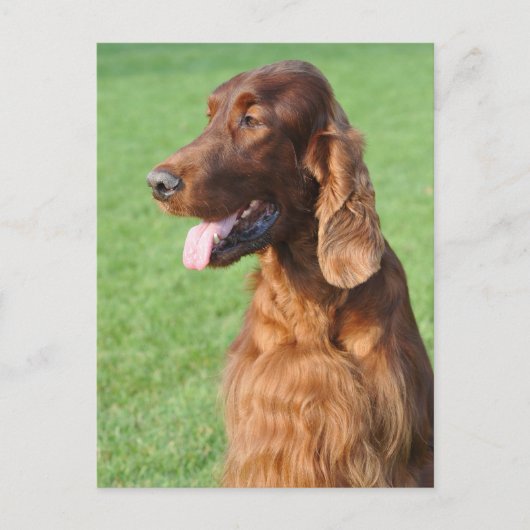 Irish Setter Briefkaart (Voorkant)
