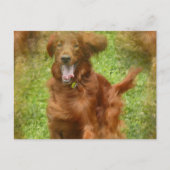 Irish Setter Dog Briefkaart (Voorkant)