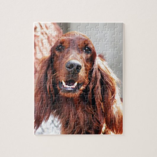 Irish Setter Dog Legpuzzel (Verticaal)