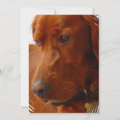Irish Setter Invitation Kaart (Voorkant)