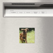 Irish Setter Magneet (Insitu (Vaatwasser))
