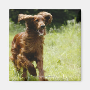 Irish Setter Magneet