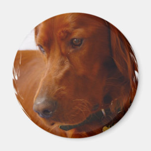 Irish Setter Magnet Magneet
