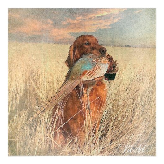 Irish Setter met fazant Foto Afdruk (Voorkant)