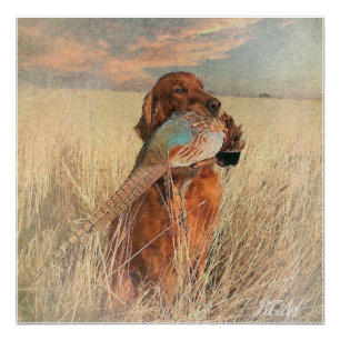 Irish Setter met fazant Perfect Poster