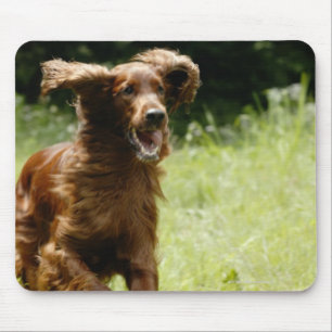 Irish Setter Muismat