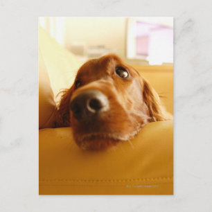 Irish Setter op sofa Briefkaart