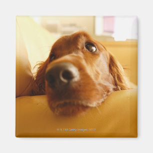Irish Setter op sofa Magneet