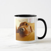Irish Setter op sofa