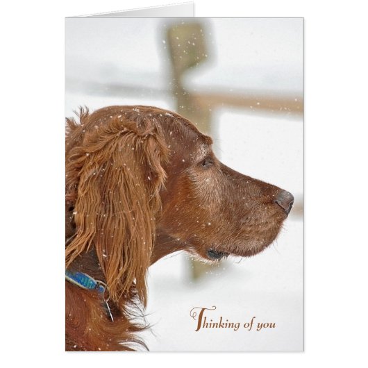 Irish Setter pense à vous (Devant)