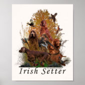 Irish Setter Poster (Voorkant)
