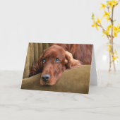 Irish Setter - Sophie Gazing Kaart (Gele Bloem)