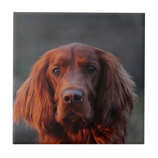 Irish Setter Tegeltje (Voorkant)