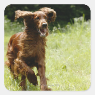 Irish Setter Vierkante Sticker