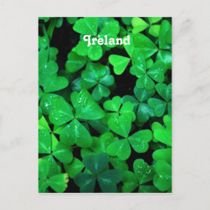 Irish Shamrocks Briefkaart