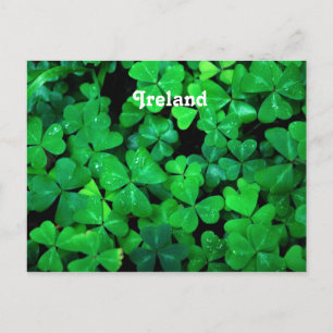 Irish Shamrocks Briefkaart
