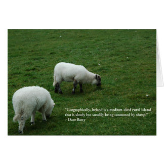 Irish Sheep