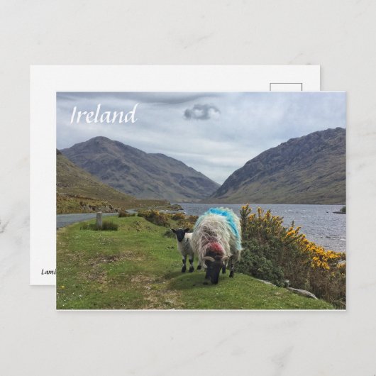 Irish Sheep, Comté de Mayo, Carte postale irlandai (Devant / Derrière)