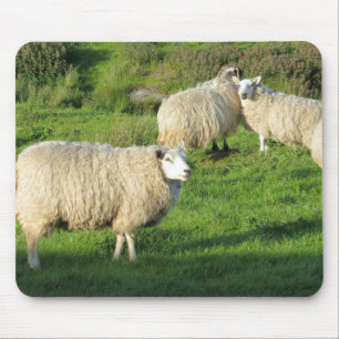 Irish Sheep Muismat